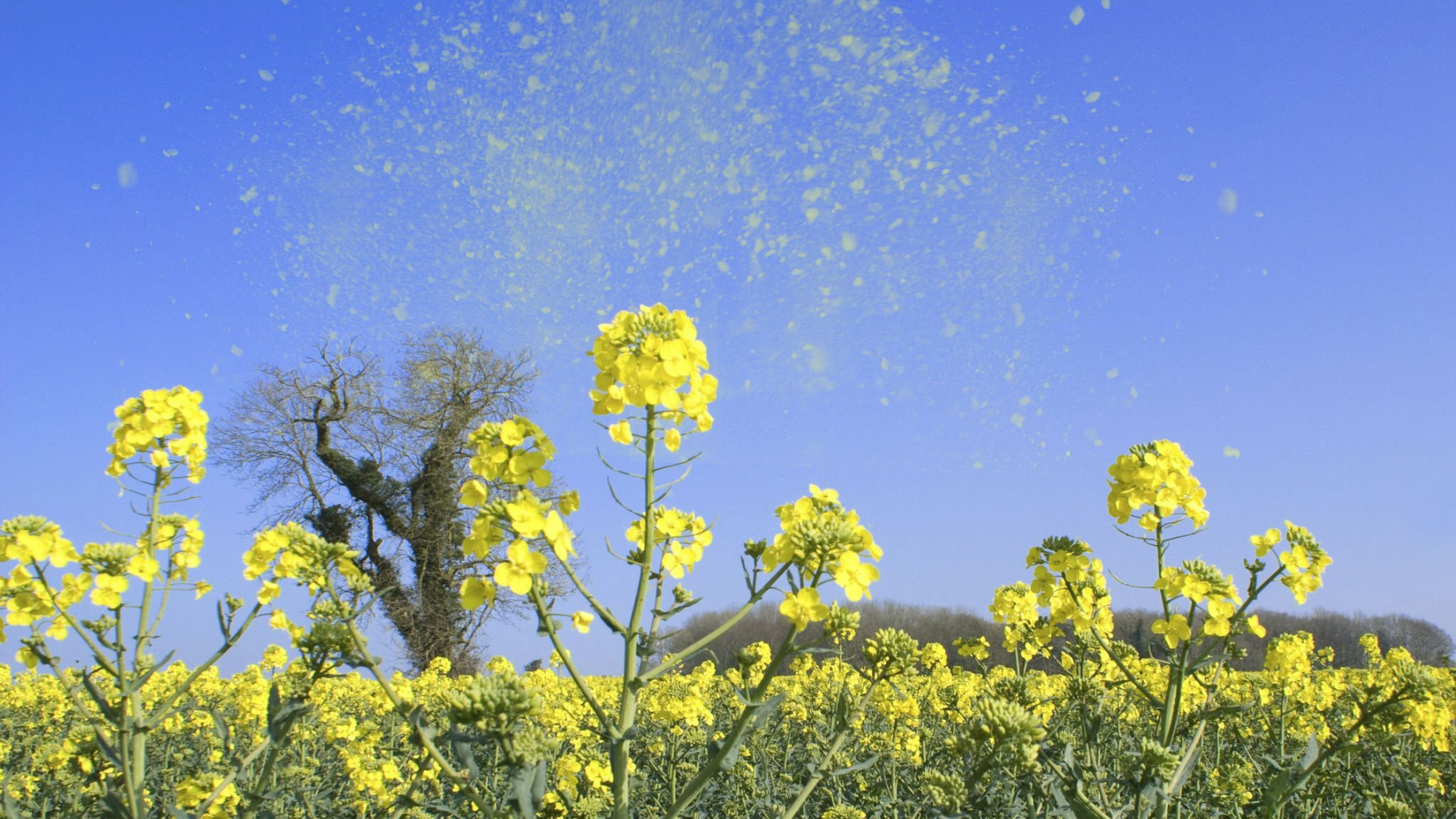 Seasonal Allergies (Pollen) and Eczema